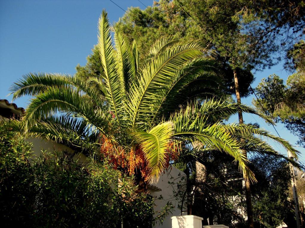Casa Ceiba Maria Hotel Cala d'Or  Bagian luar foto